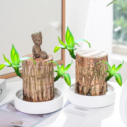 Lucky Brazil Wood Potted Plant BUY 1 GET 1 FREE