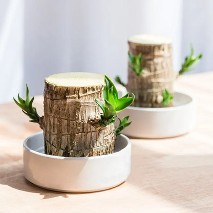 Lucky Brazil Wood Potted Plant BUY 1 GET 1 FREE