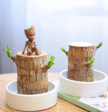 Lucky Brazil Wood Potted Plant BUY 1 GET 1 FREE