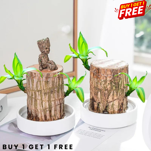 Lucky Brazil Wood Potted Plant BUY 1 GET 1 FREE