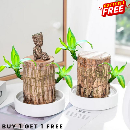 Lucky Brazil Wood Potted Plant BUY 1 GET 1 FREE